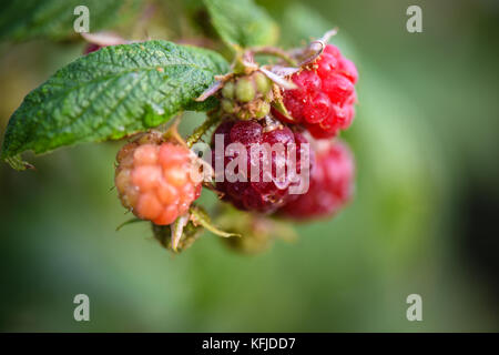 Raspberries growing. Stock Photo