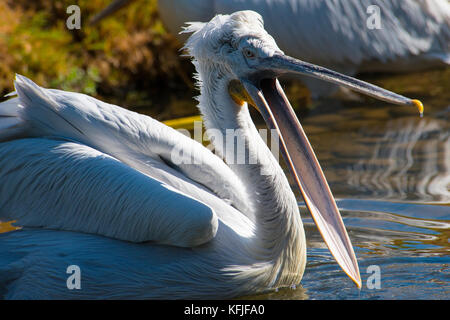 Dalmatian Pelican, Beak Wide Open Stock Photo