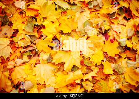 Yellow autumn leaves on the street. Autumn background. Stock Photo