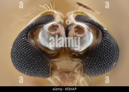 Extreme magnification - Mosquito head Stock Photo