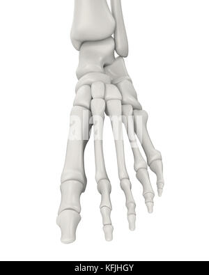 Foot Bones Anatomy Isolated Stock Photo