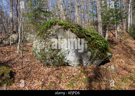 ferns and moss growing on a large bolder Stock Photo