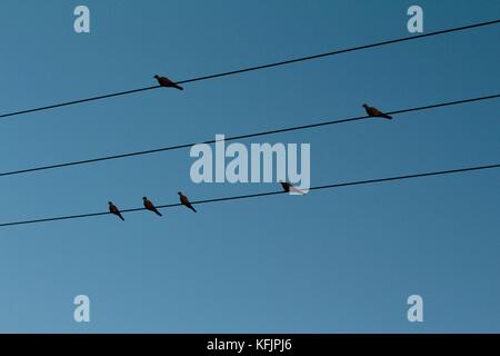 Silhouette of six pigeons on three wires in clear evening sky. Stock Photo