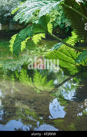 Gunnera guentermanaus or Giant Rhubarb overhanging an ornamental garden pool Stock Photo