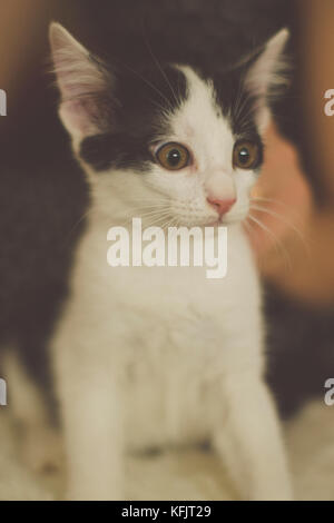 Black and white kitten with green eyes, warm toned picture Stock Photo