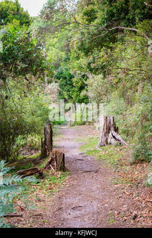 Trail through Little Waterloo Bay campsites in Wilsons Promontory, Australia Stock Photo