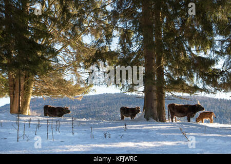 Heck cattle (Bos domesticus) herd with calf in the snow in winter Stock Photo