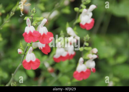 Salvia 'Hot Lips' (Salvia microphylla 'Hot Lips'), a bushy ornamental sage, displaying red and white colouring in an English garden in August, UK Stock Photo