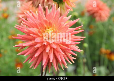 Dahlia 'Avoca Comanche' a semi-cactus type dahlia, in full bloom in an English garden border at the height of summer (August), UK Stock Photo