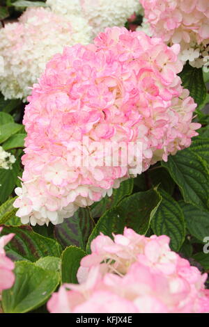 Showy blooms (panicles) of Hydrangea paniculata 'Vamille Fraise' displaying pink colouring in an English garden border in summer (August), UK Stock Photo