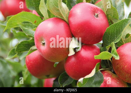Malus domestica 'Discovery' apples, an early season dessert fruit, approaching maturity in an English garden in summer (August) Stock Photo