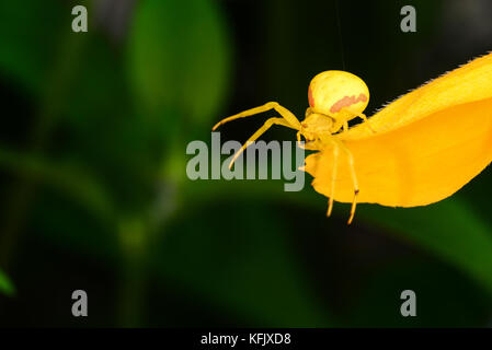 Goldenrod crab spider (Misumena vatia) perched on a yellow flower pedal in the garden. Stock Photo
