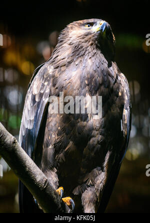 Golden Eagle (Aquila chrysaetos) sitting on tree Stock Photo