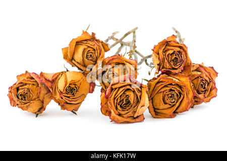 Memory concept studio shot collection of dead yellow roses of  on white background Stock Photo
