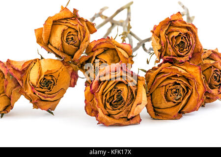 Memory concept studio shot collection of dead yellow roses of  on white background Stock Photo