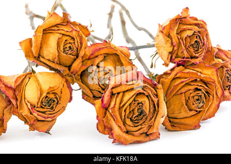 Memory concept studio shot collection of dead yellow roses of  on white background Stock Photo