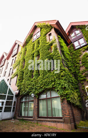 Residential apartment house overgrown with Ivy (Hedera helix Stock ...