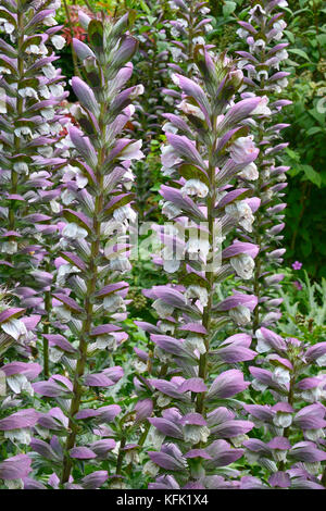 Acanthus spinosus in a flower border of a cottage garden