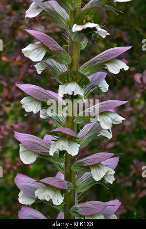 Acanthus spinosus in close up of a cottage garden