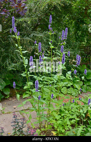 Agastache 'Black Adder' in a garden border Stock Photo