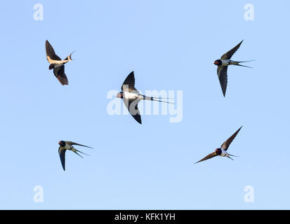 birds barn swallows fly in the blue sky widely spread its wings Stock Photo