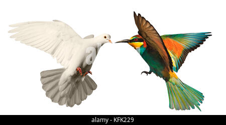 white dove and colored bird on a white background Stock Photo