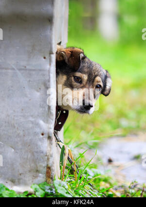 curious dog funny peeking out of his booth in rainy weather Stock Photo