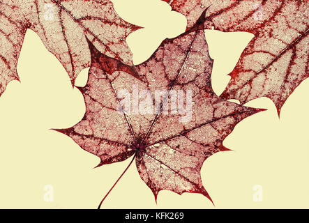 background of polularmechanics dry old red leaf maple with carved pattern isolated on yellow Stock Photo
