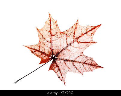 openwork translucent skeleton leaf of the maple on white background Stock Photo
