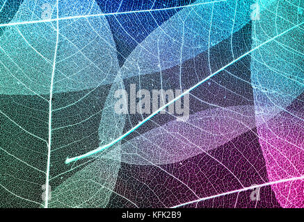 natural colorful background with delicate beautiful transparent fishnet skeletons of leaves Stock Photo