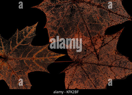 natural backdrop of the hollow transparent weightless skeletons of maple leaves isolated on black Stock Photo