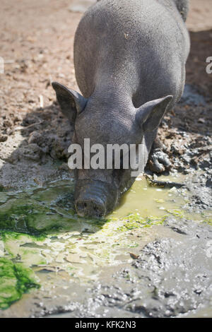 Vietnamese Pot-Bellied pig in mud Stock Photo