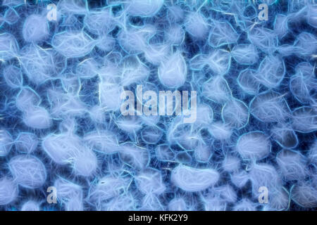 abstract background computer generated. world of unicellular, Paramecium, ciliates Stock Photo