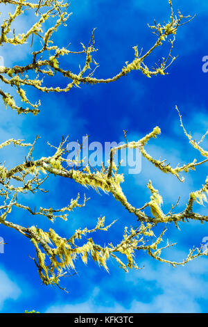 Lichens on a tree branches. Stock Photo