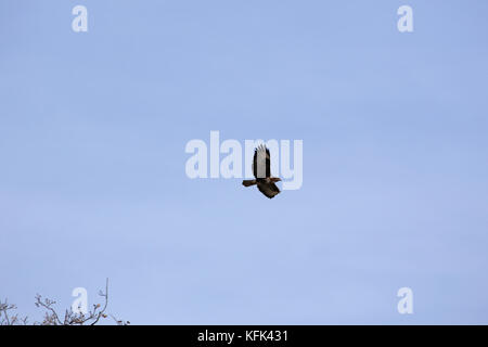 common buzzard or buteo buteo or poiana raptor soaring in flight in Italy Stock Photo