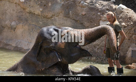 Female Zoo-keeper feeding an elephants apples in captivity, Spain