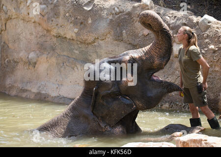 Female Zoo-keeper feeding an elephants apples in captivity, Spain