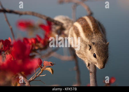 Indian Palm Squirrel in Udaipur, Rahasthan, India Stock Photo