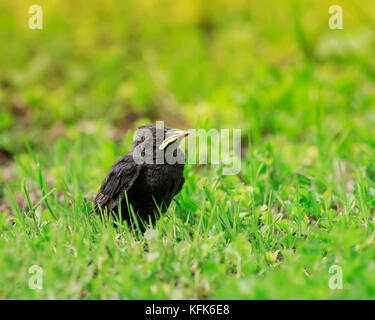 funny chick Starling with a yellow beak sitting in the grass and waiting for parents Stock Photo