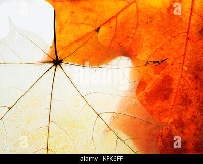 background from the leaves of the old maple transparent collapsed and the young bright gold Stock Photo