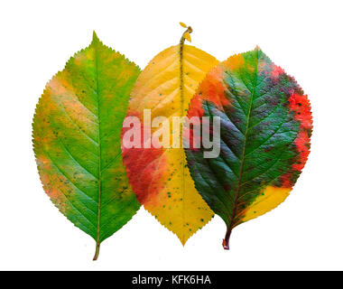 three brightly colored autumn leaf pattern Apple on white isolated background Stock Photo
