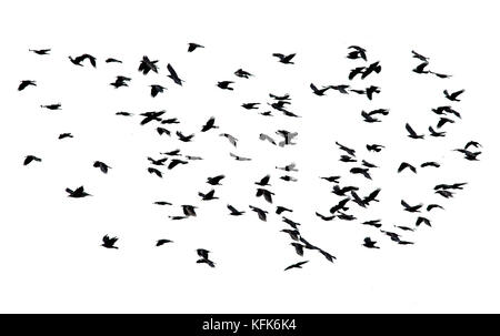 large flock of black birds flying isolated on white sky background Stock Photo