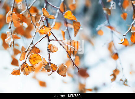 Tree branches are covered with a crust of ice after icy rain. Natural ...