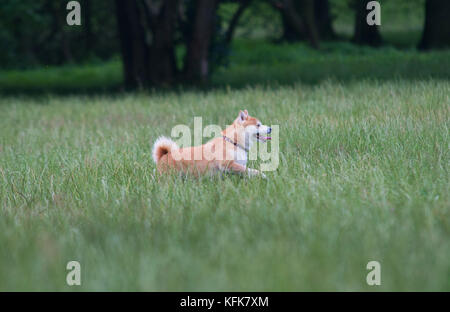 red happy shiba inu running on grass Stock Photo