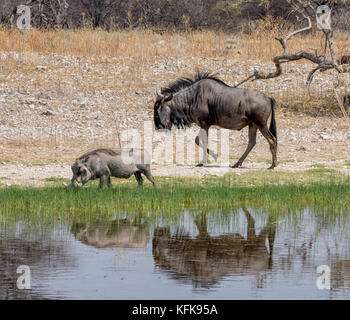 A Warthog and a Blue Wildebeest by a watering hole in Namibian savanna Stock Photo