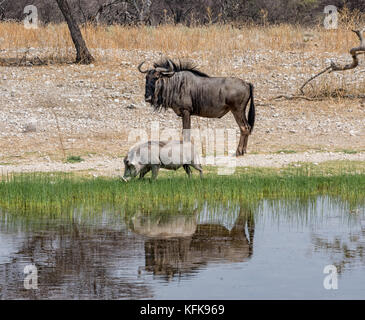 A Warthog and a Blue Wildebeest by a watering hole in Namibian savanna Stock Photo