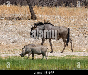 A Warthog and a Blue Wildebeest by a watering hole in Namibian savanna Stock Photo