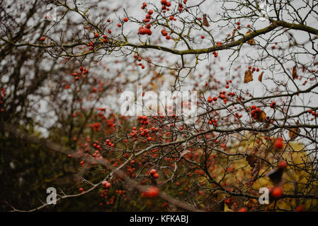 Rowan branch (Sorbus aucuparia) with red lots of berries in late autumn, vintage look Stock Photo