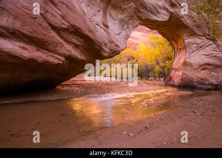 The shallow creek running through Coyote Gulch reflects the fall colors of the cottonwood trees through a large opening of a natural bridge arch Stock Photo
