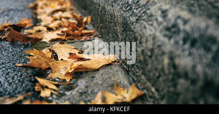 Maple dry leaves fallen on the road at autumn Stock Photo